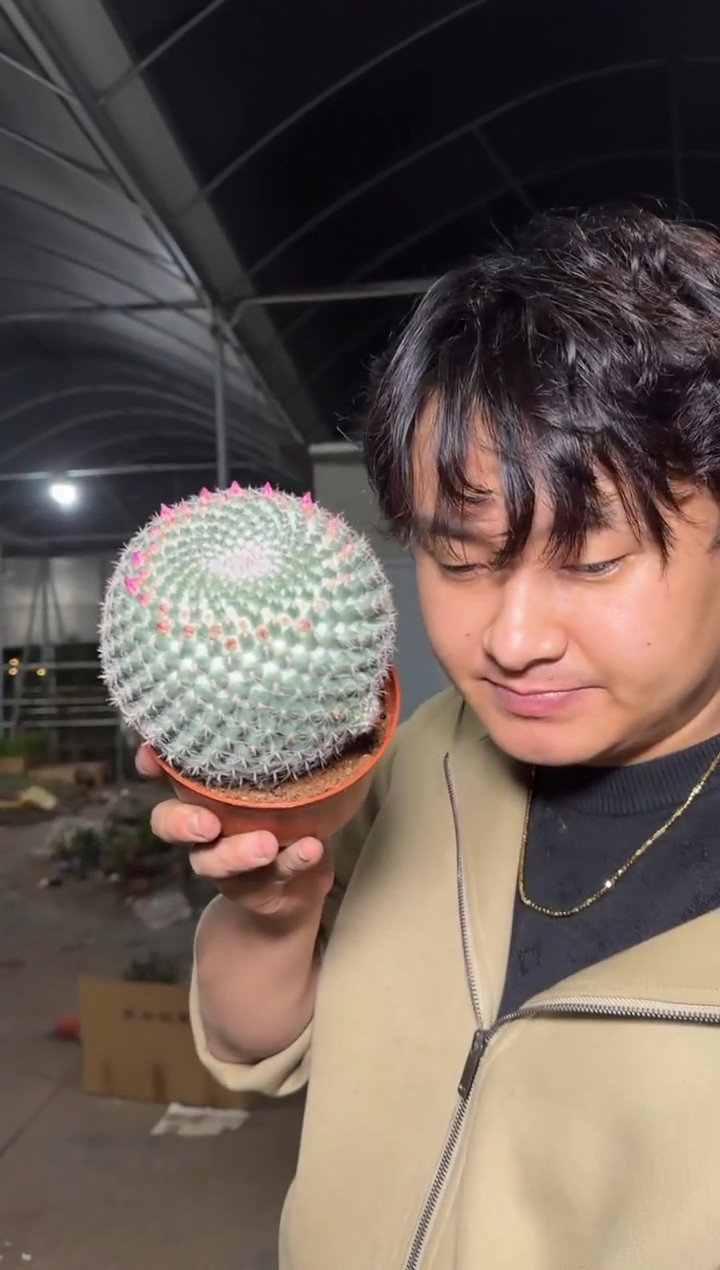 超大单头 玉翁【不指定带花苞】