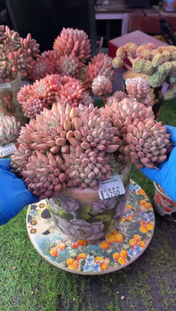 昆明印象多肉5750