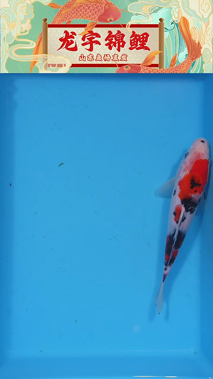 锦鲤大正  21公分