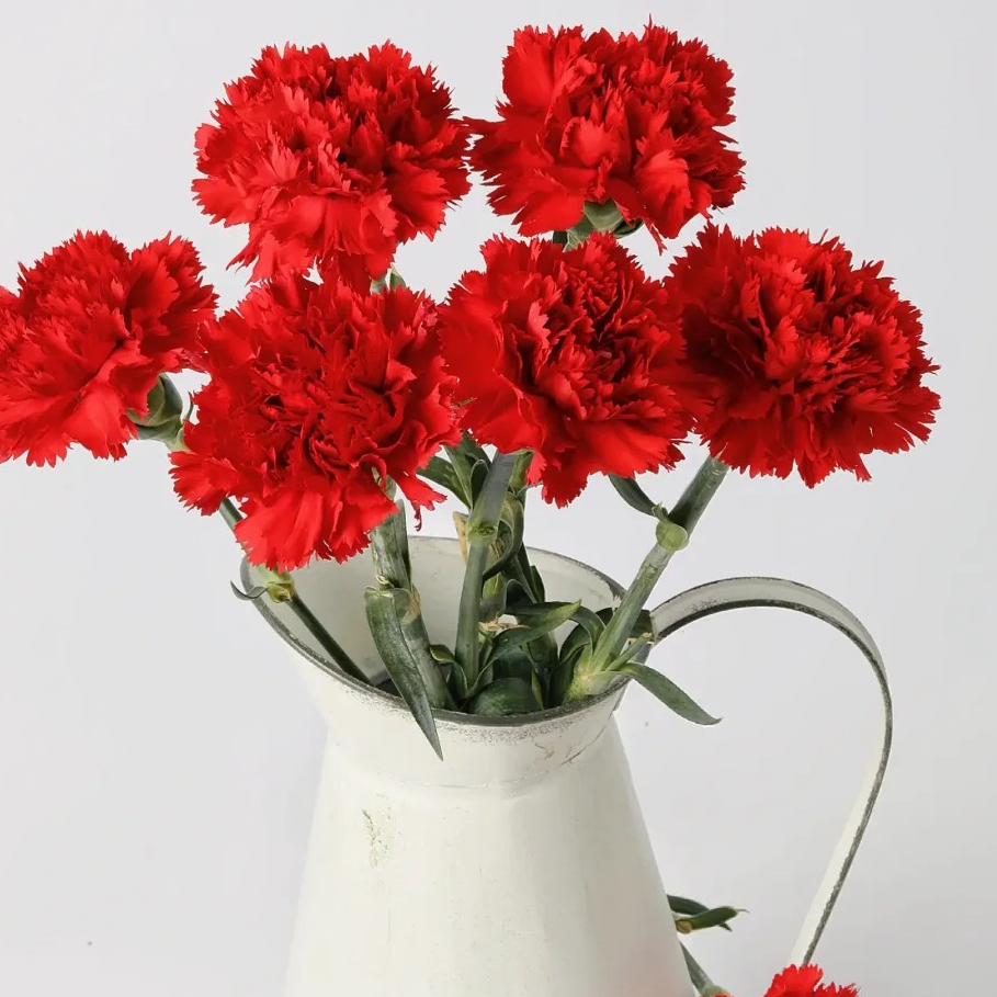 【源头优选】红色单头康乃馨-任意2单鲜花包邮 发货后不支持退款