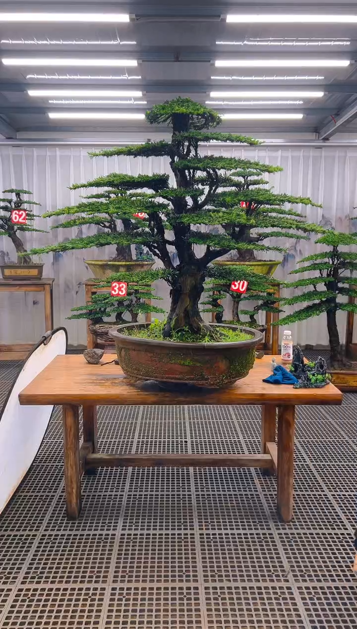 无花朵承****弃精品盆景直播间一物一拍
