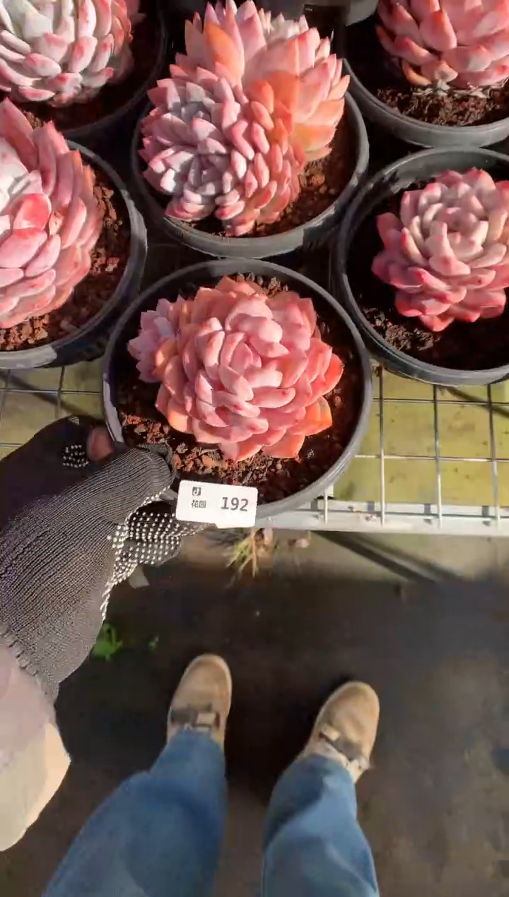 192梦露多肉植物一物一拍