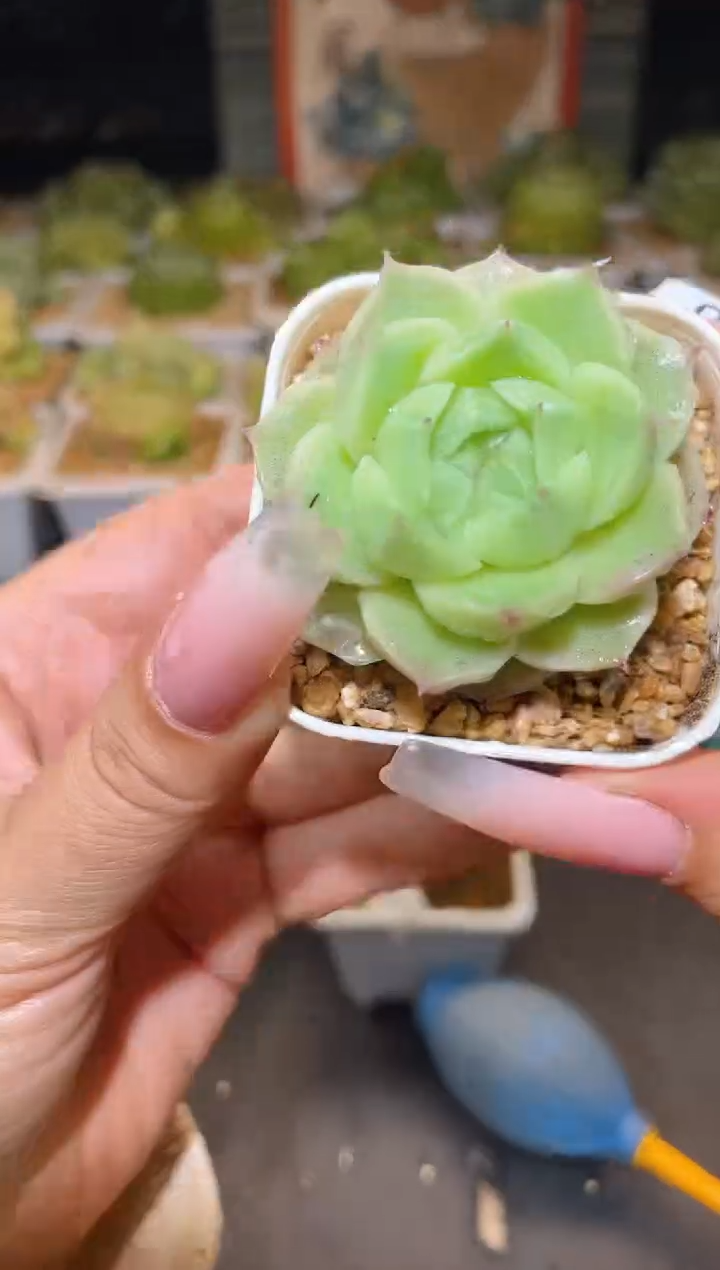 960梨白一物一拍