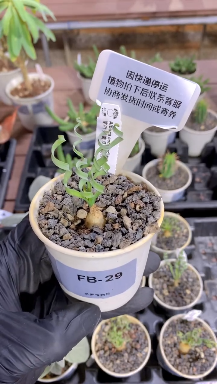 【闪购商品】弹簧草FB-29