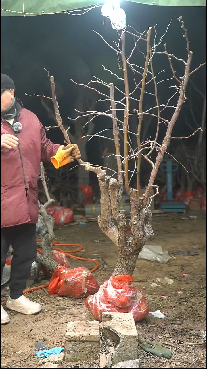 完全开放枣树535