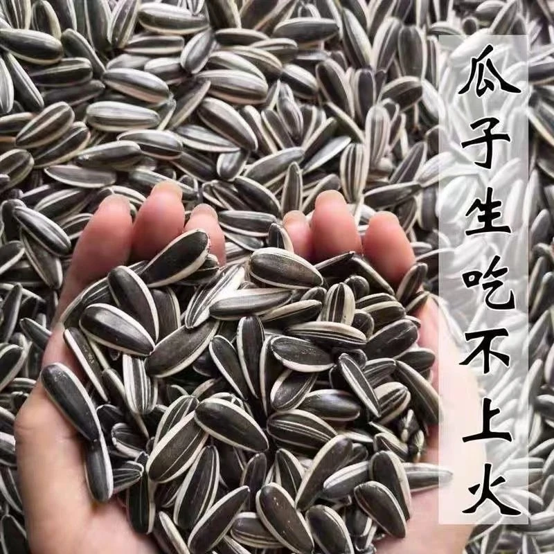 新货生葵花子原味瓜子新鲜生葵瓜子新鲜葵花籽批发2斤装/包邮