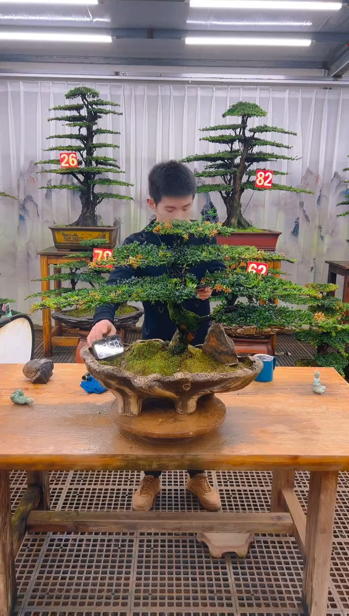 无花朵精品盆景直播间一物一拍