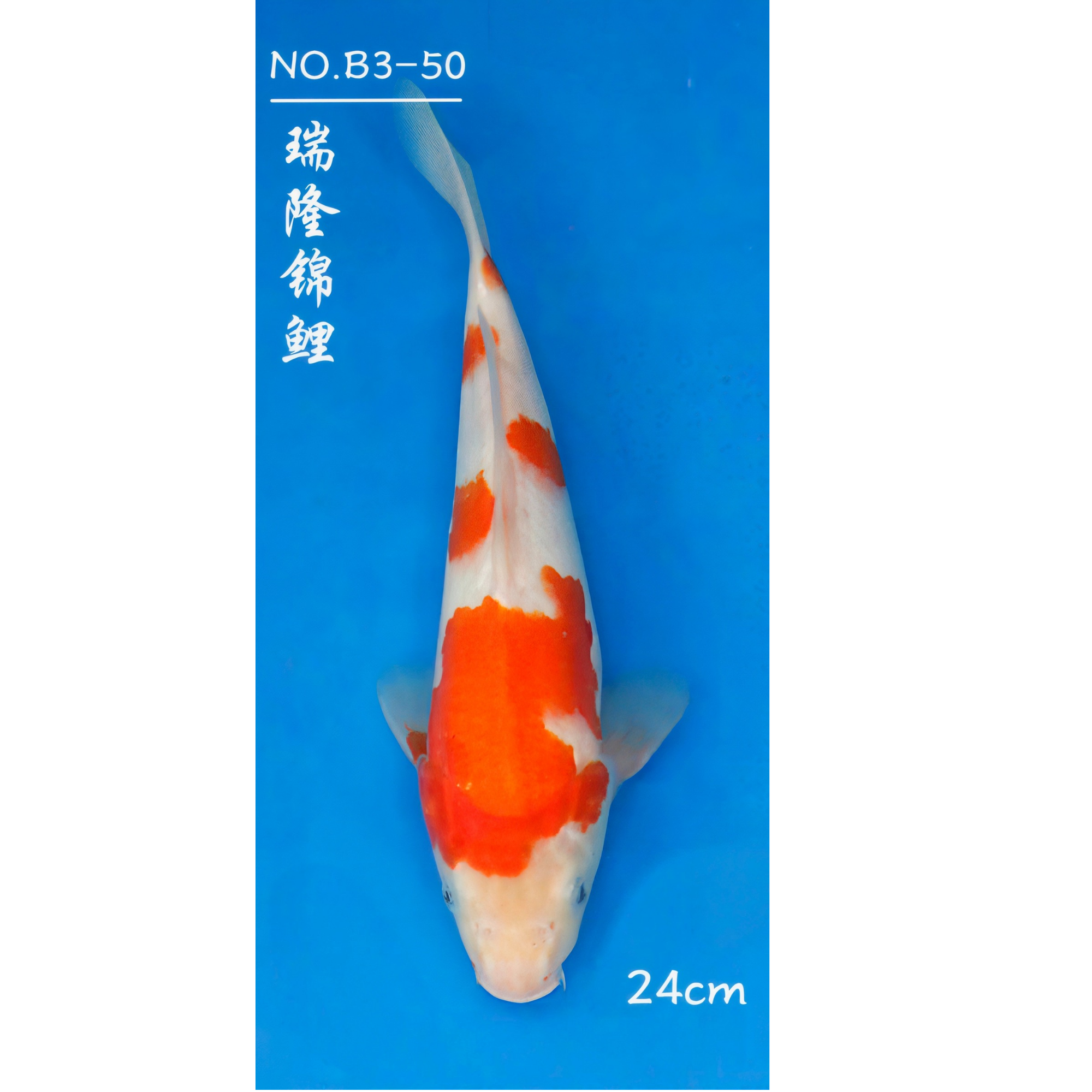 精品日系全花色锦鲤20~24公分