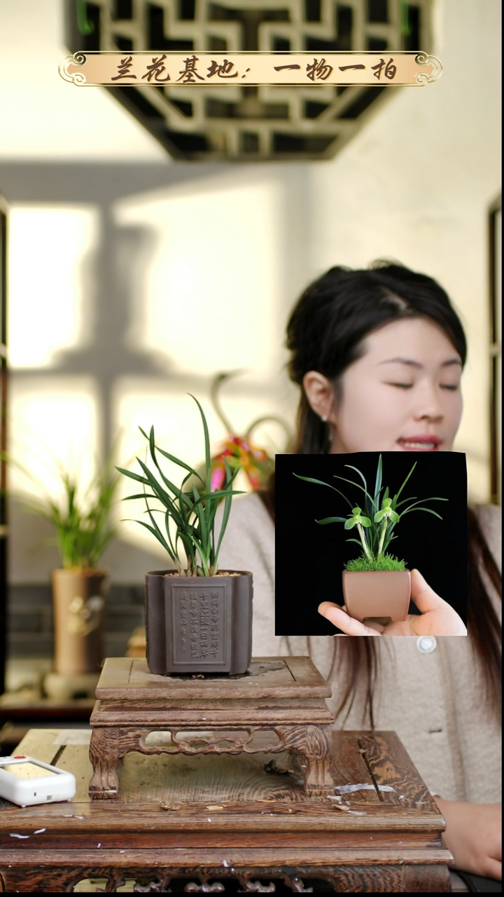 完全开放翠盖荷带紫砂盆