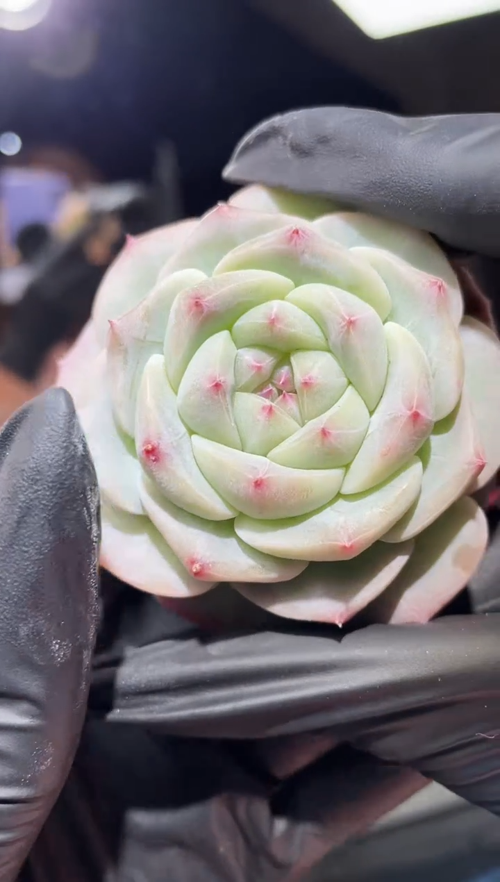 闪购553  浣纱多肉一颗  5厘米