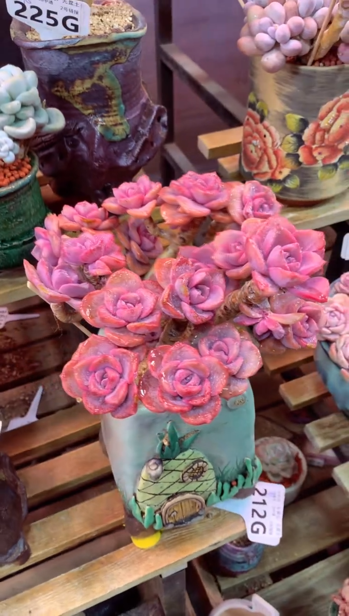 212G（一物一拍，精品多肉，w所见即所得 ）