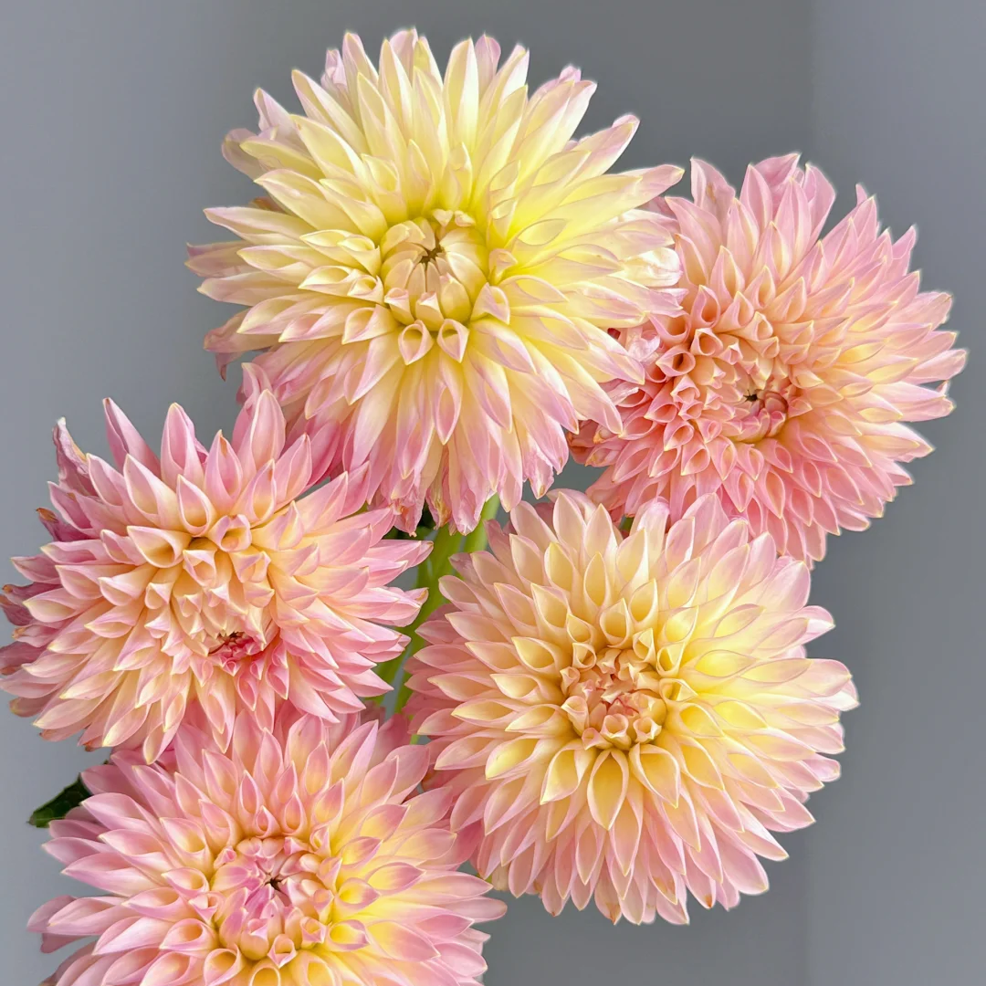 【大丽花杰西】多年生好养耐看球根花卉