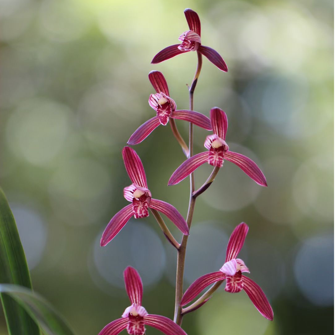 【建兰墨宝+莲瓣兰白雪公主】包三个月售后 终身对版