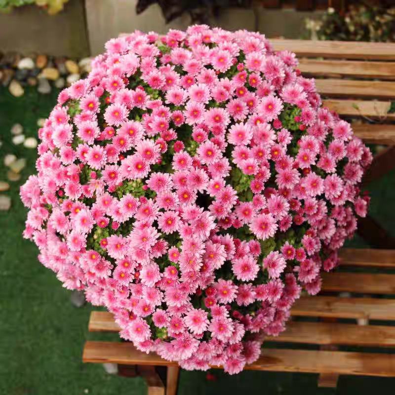 [球菊/红粉橙3色] 15cm盆 带花苞千头菊花苗盆栽庭院地栽耐寒花卉