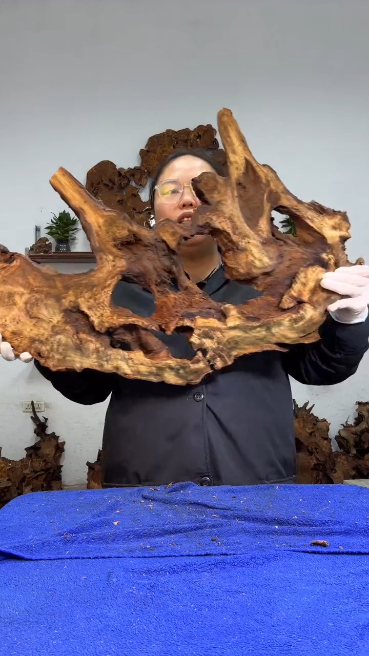 香杉树根瘤板材原料