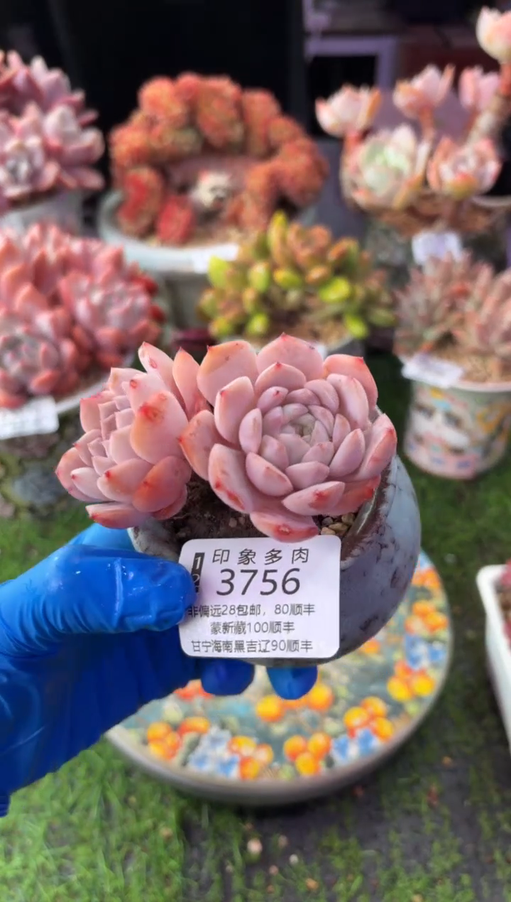 昆明印象多肉3756