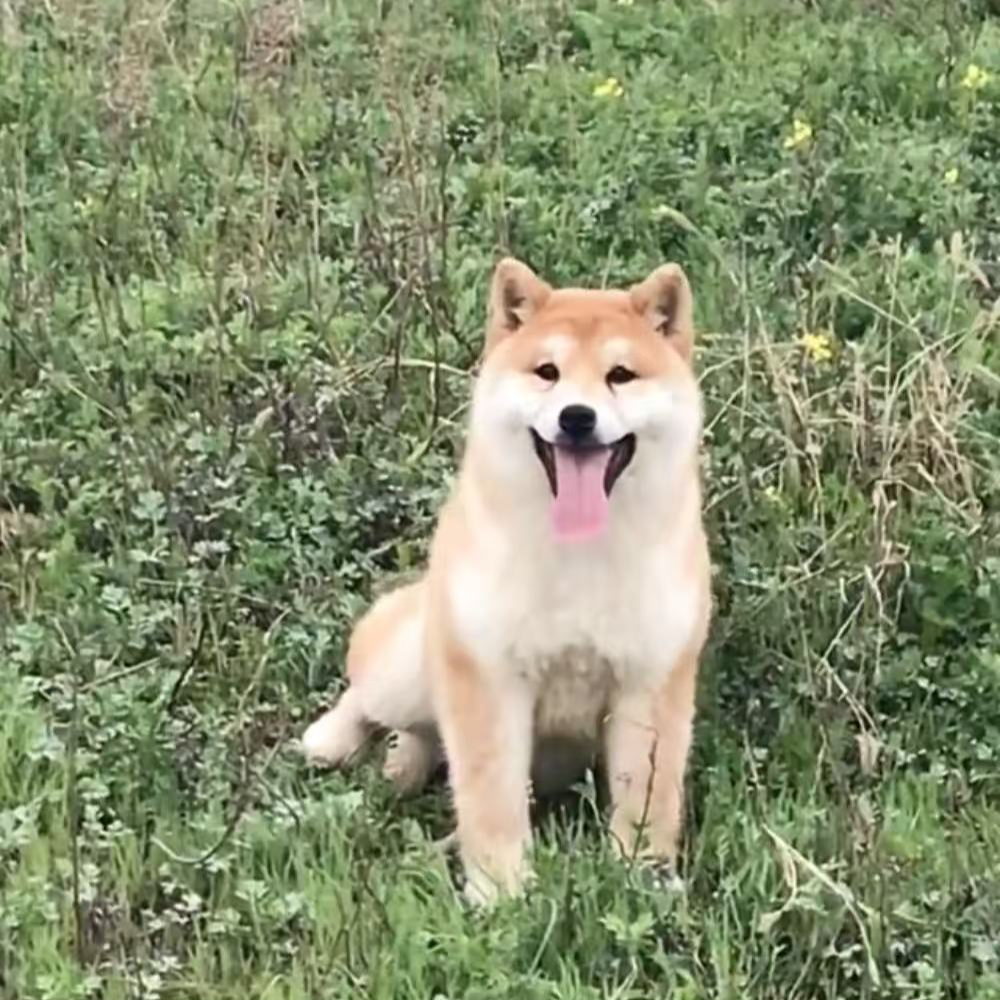 名扬百宠-双血统赛级纯种日本柴犬