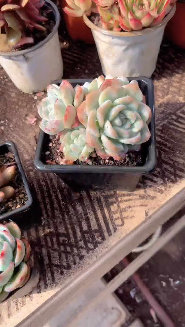 亮*跃跃精品多肉06060