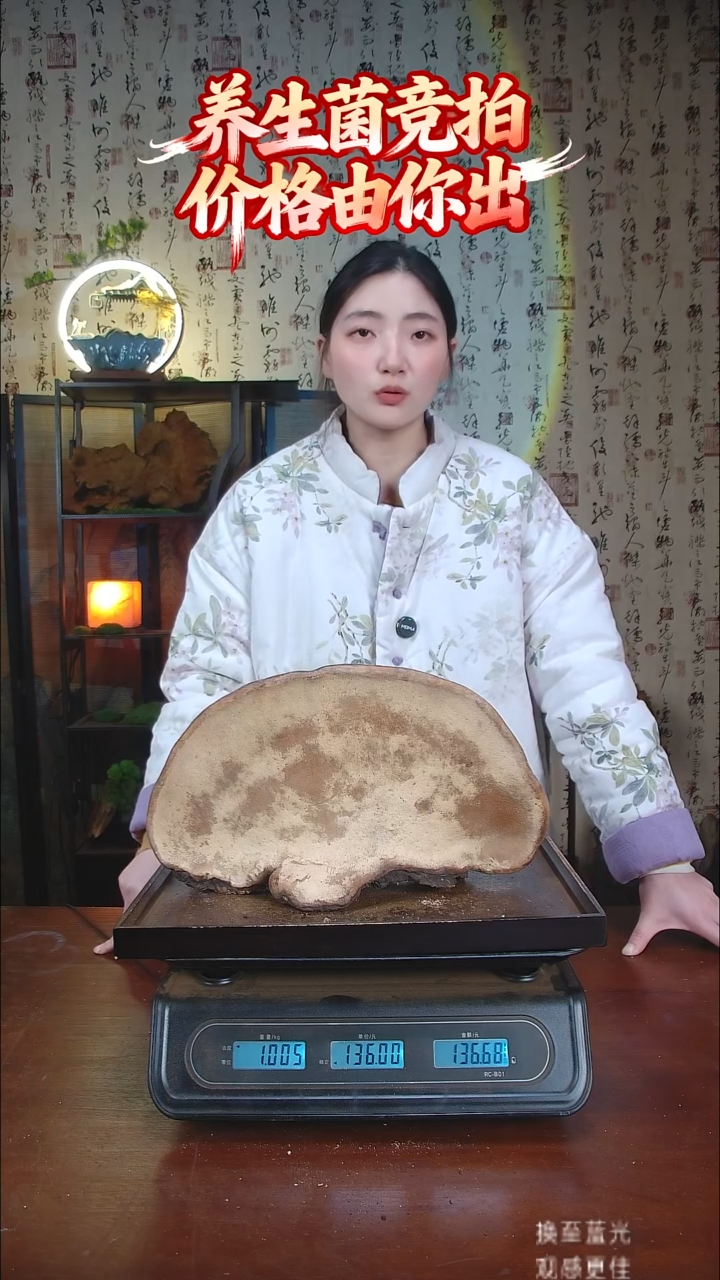 红缘拟层孔菌中国大陆【藏区野生】红缘树舌（2.01斤）20-30年份