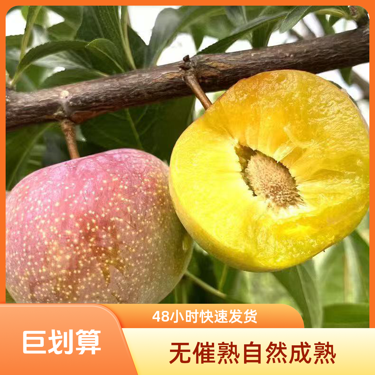 【四川茵红李】脱骨李子半边红脆红李新鲜孕妇空心李应季水果整彩箱