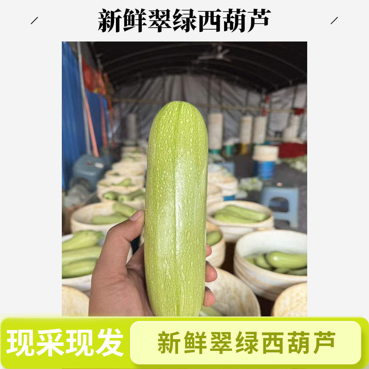 山东产地新鲜西葫芦皮薄鲜嫩角瓜 现采现发三叶瓜
