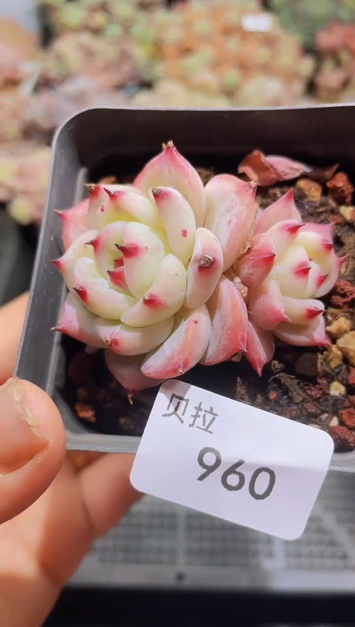 【闪购商品】960白拉糖