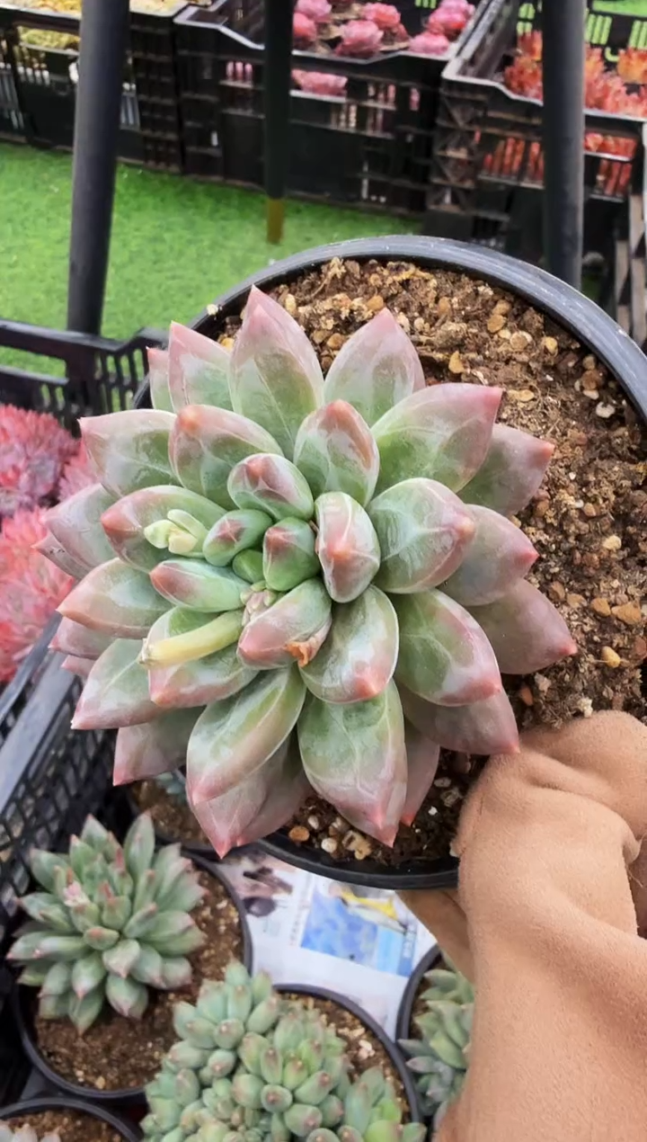 160#芭蕉美人单头（7-9cm）脱土