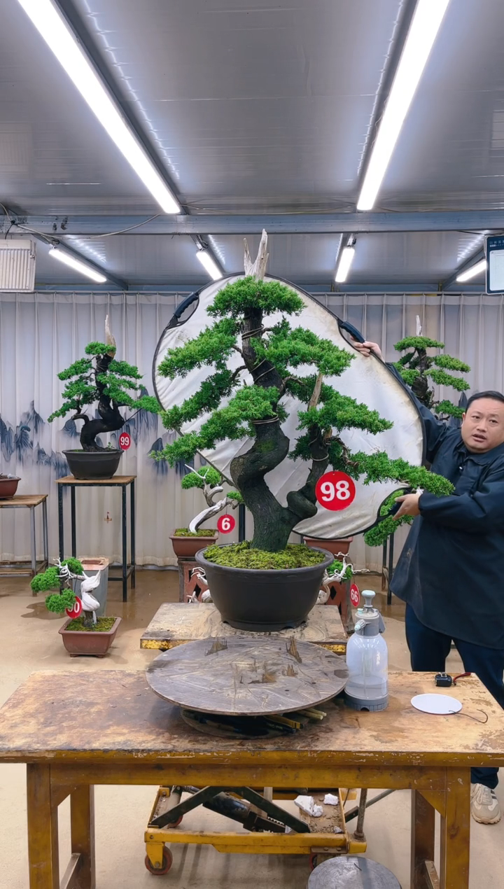 无花朵用****8精品盆景  一物一拍