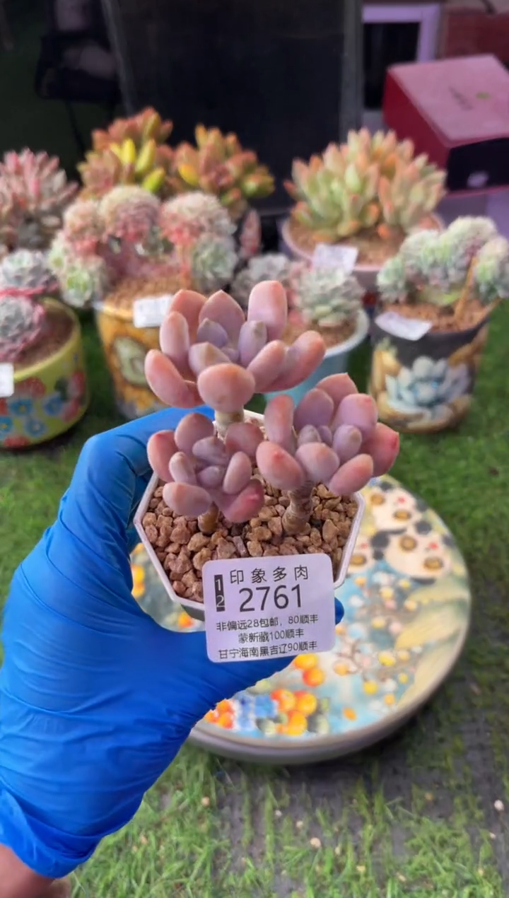 昆明印象多肉2761
