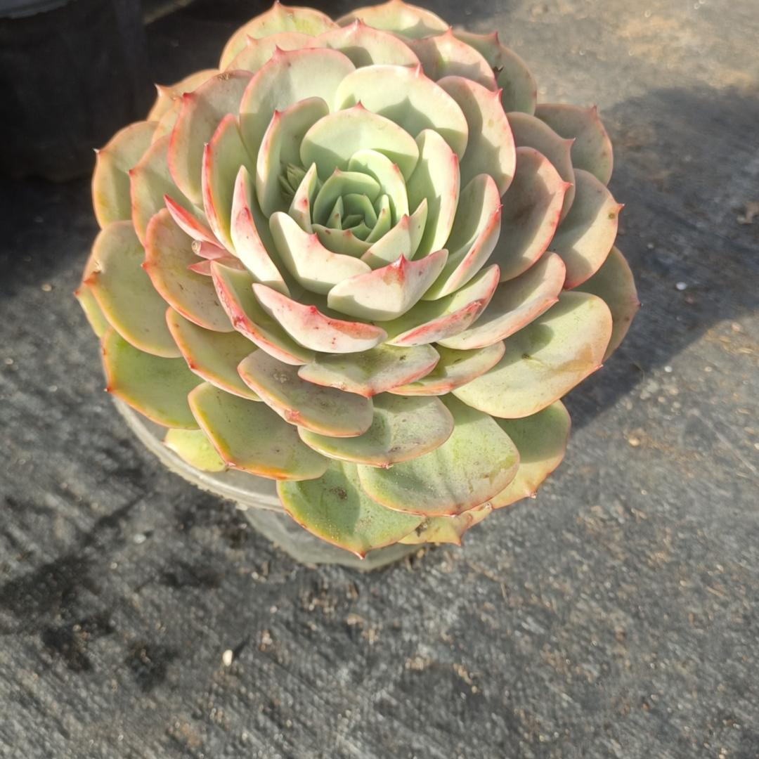 单头白雪公主 精品多肉绿植