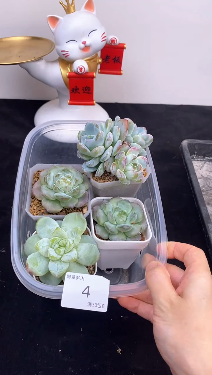 4棵一组一组包邮4号