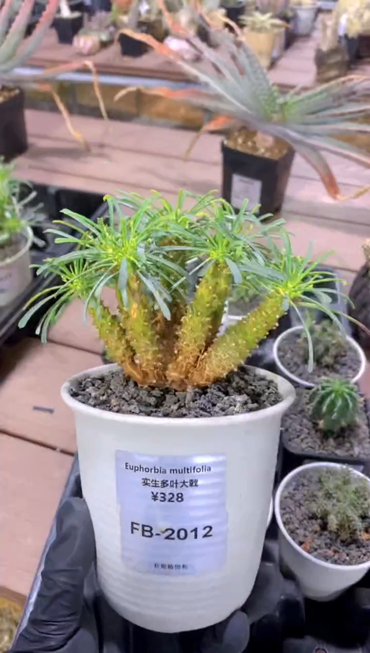 【闪购商品】多叶大戟FB-2012