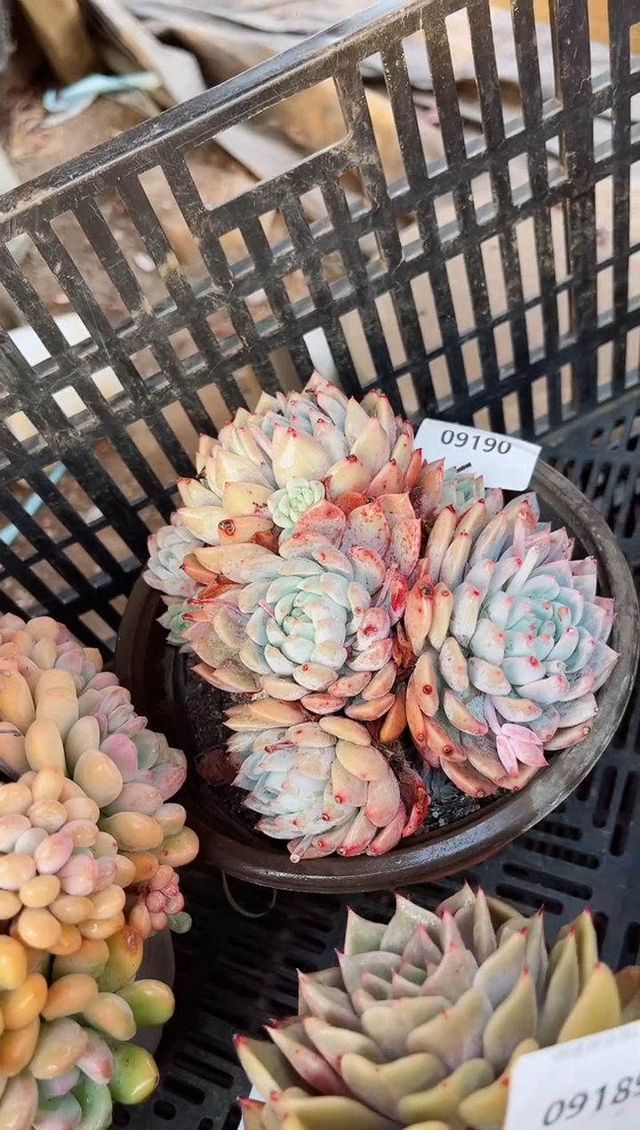 【闪购商品】09190多肉