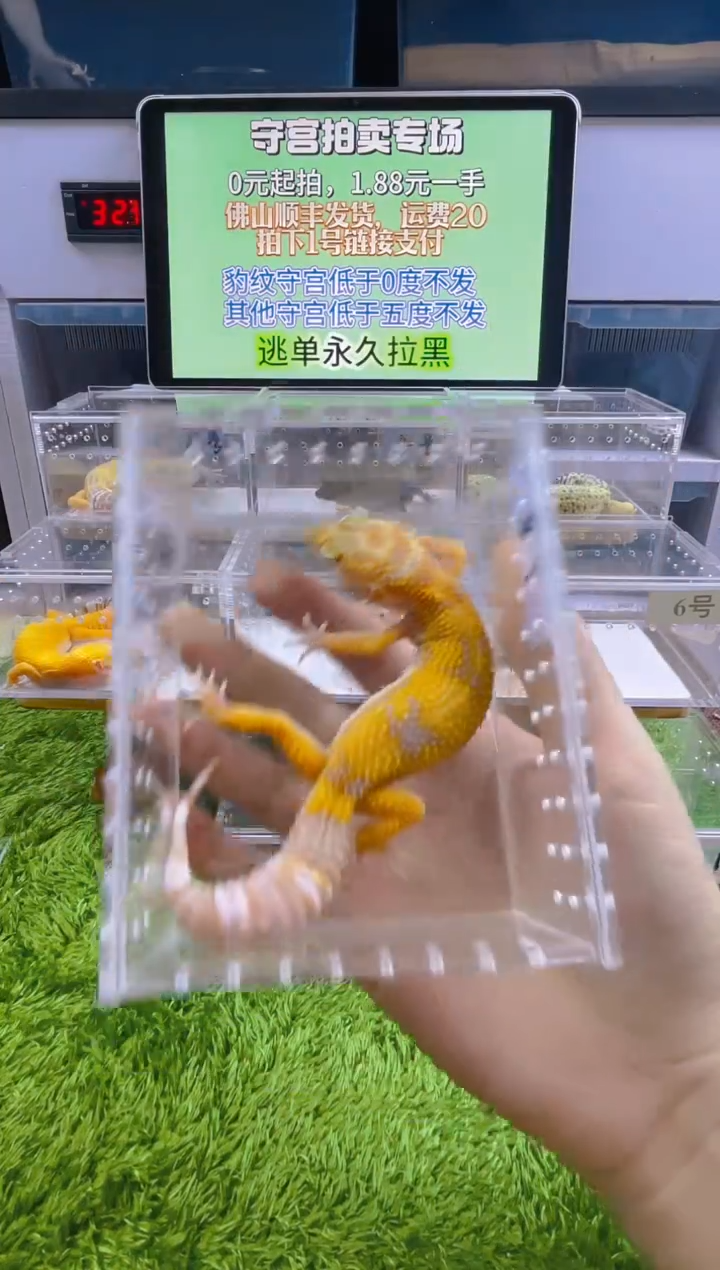 豹纹守宫豹纹肥尾苗子亚成成体