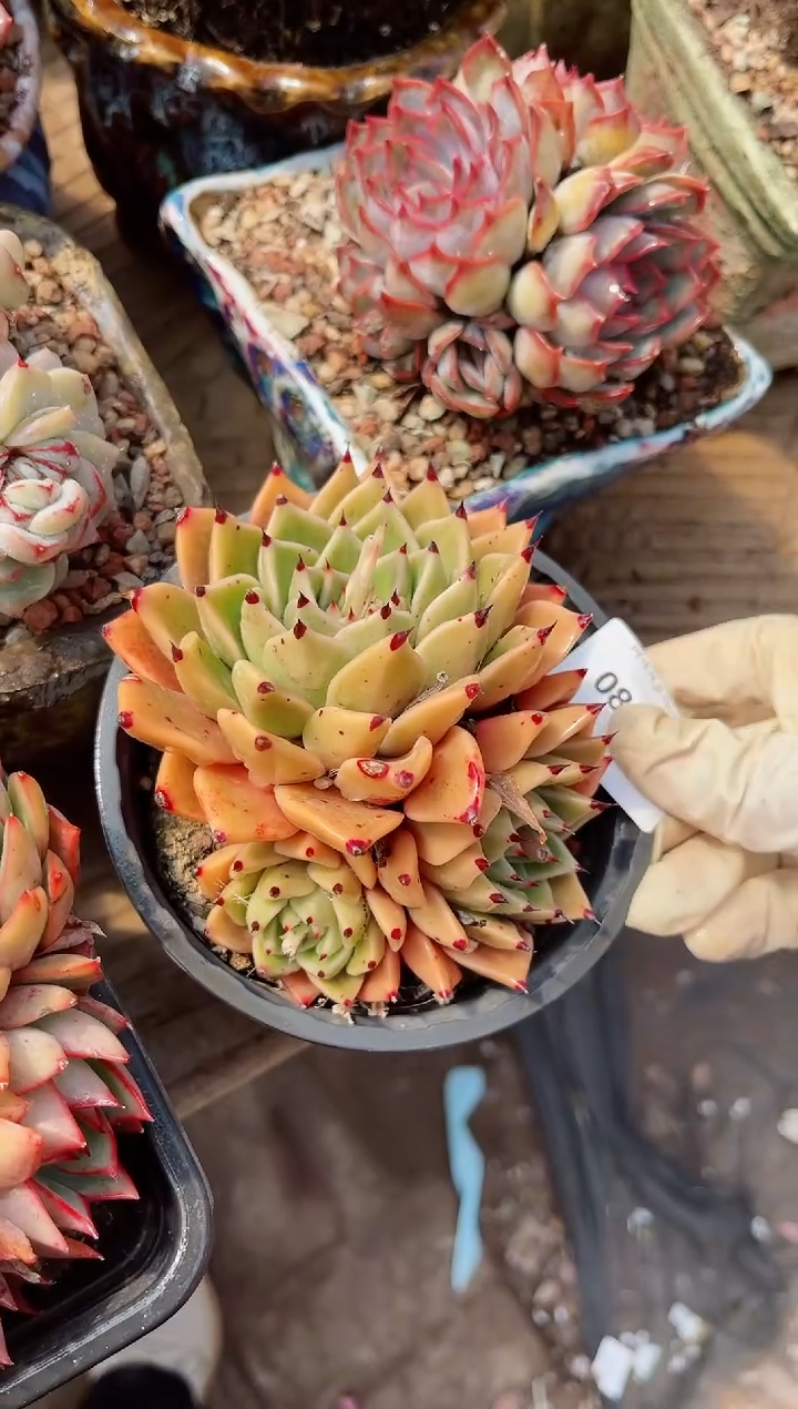 【闪购商品】08300