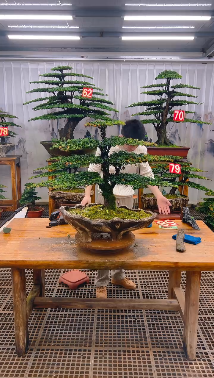 无花朵用****3精品盆景直播间一物一拍