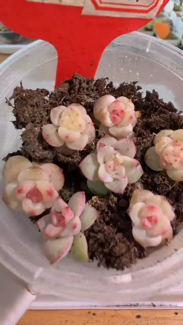 TK 小圆盒1盒 保底5颗 多肉量拍