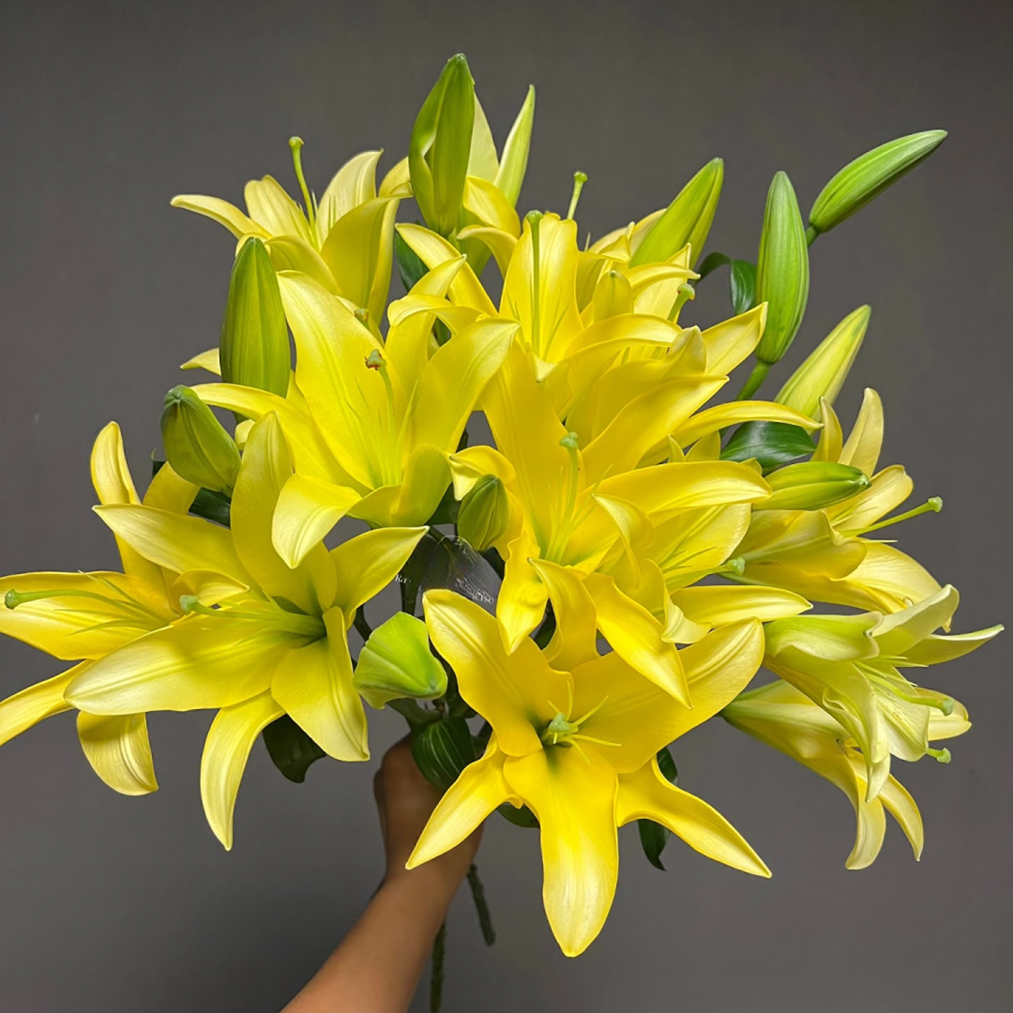 『香水百合 小黄蜂』同城明天到-全场任意满2单以上鲜花升级顺丰京东包邮