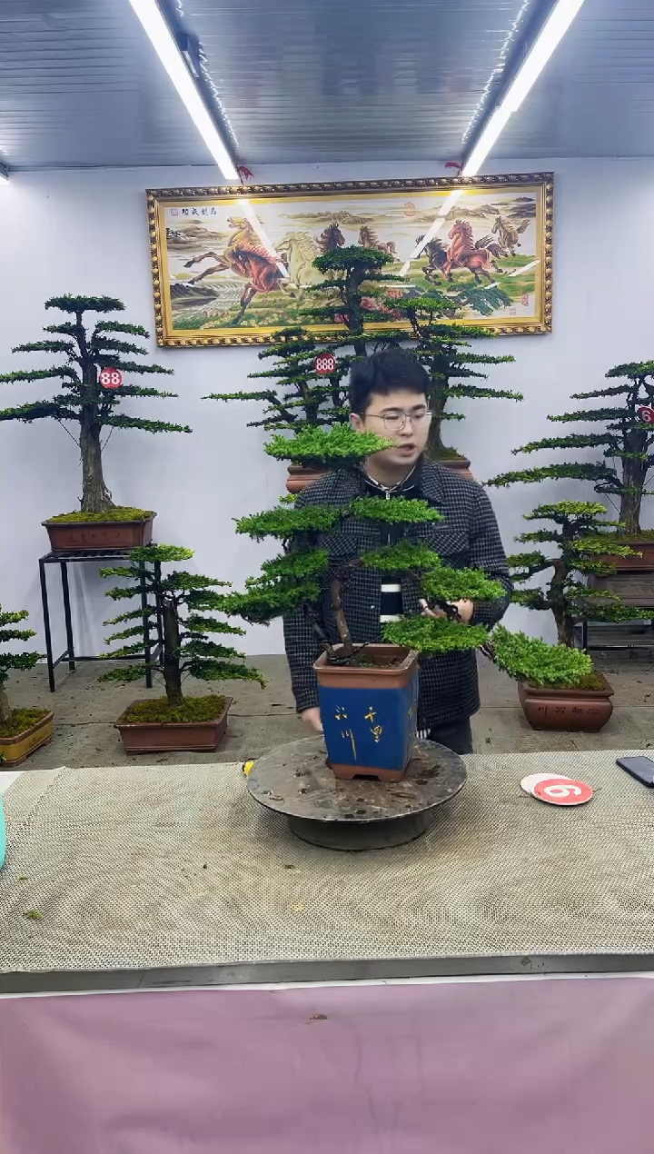 【闪购商品】八斗松/松类活物造型盆景，以直播间截图为啊啊啊