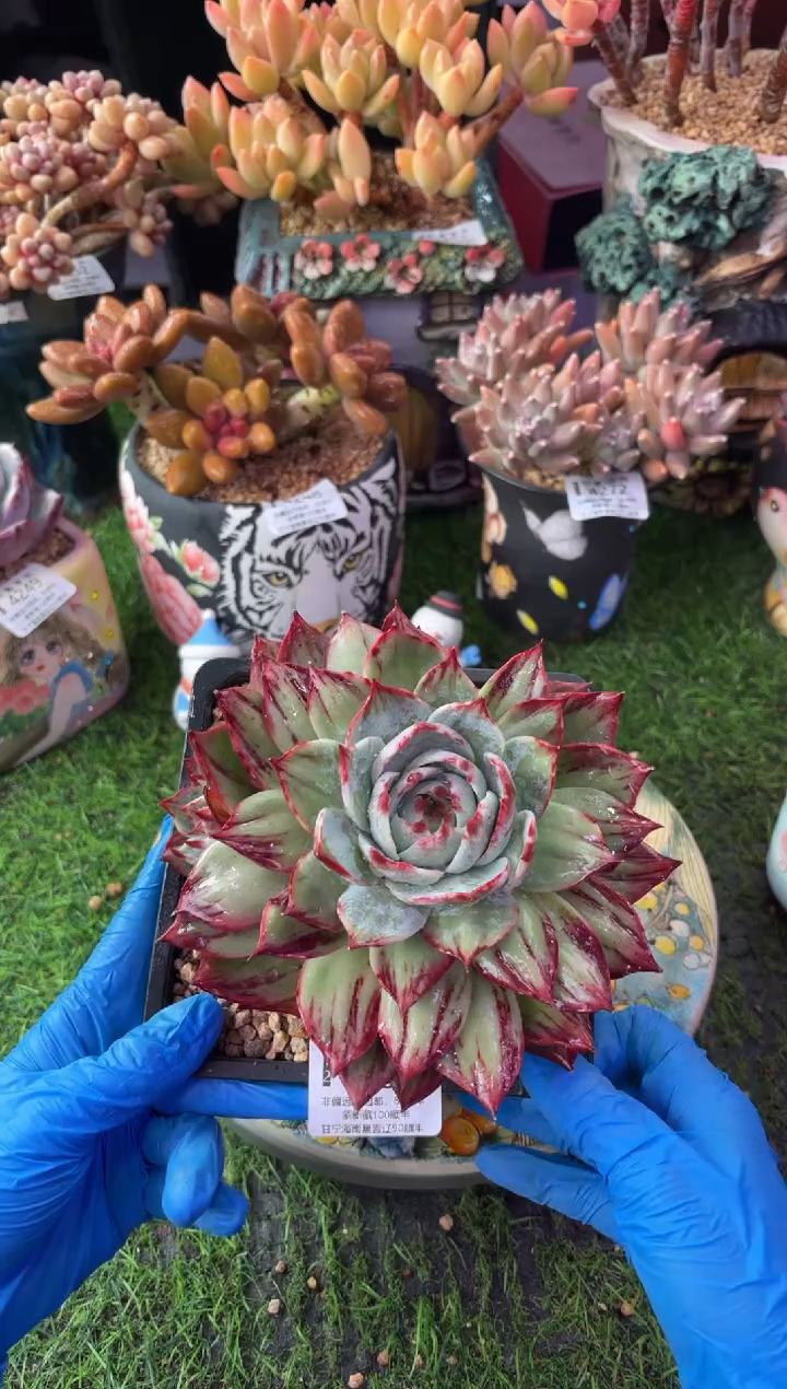 昆明印象多肉4481