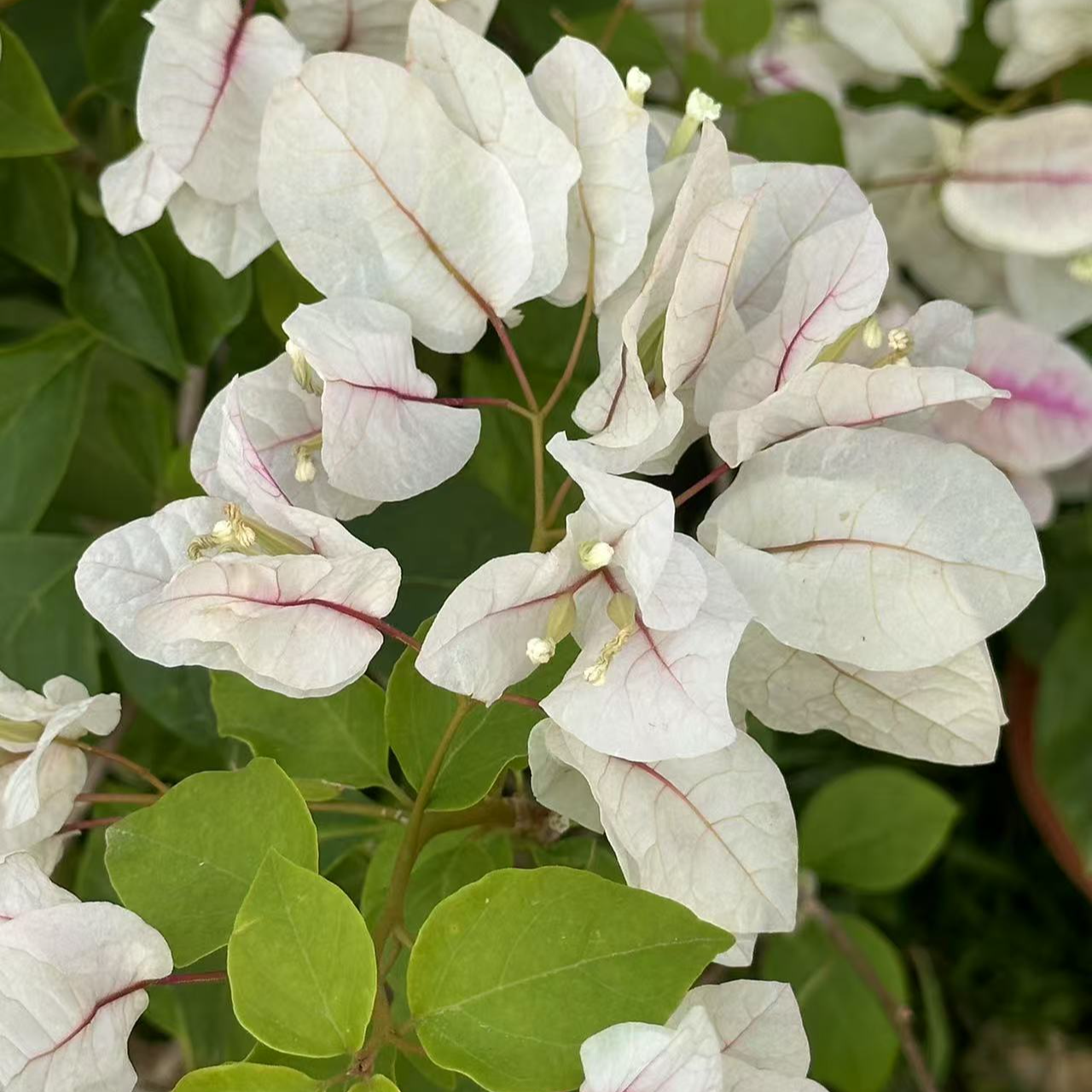 款式三角梅一物一拍