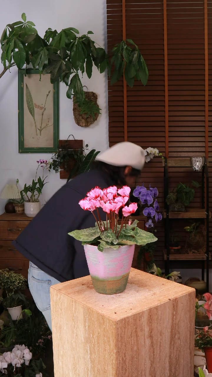 全部花朵维多利亚橙色粉边 原盆 顺丰包邮