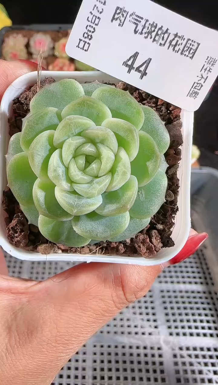 1208-44无尽灯量拍任意发一颗多肉群生不包整