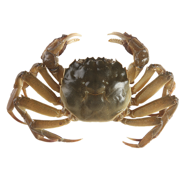 鲜活六月黄/大闸蟹 (2-2.3两)/只