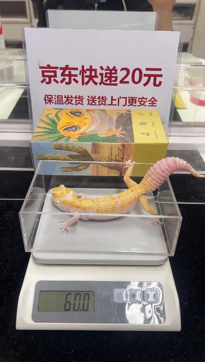 豹纹守宫008豹纹