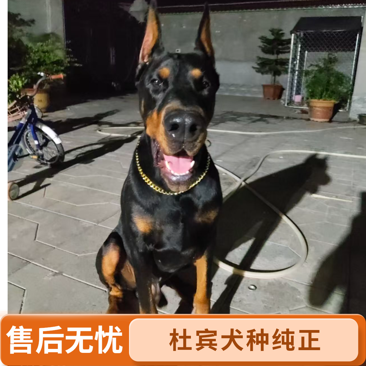 （佰顺杜宾）红色德系杜宾幼犬