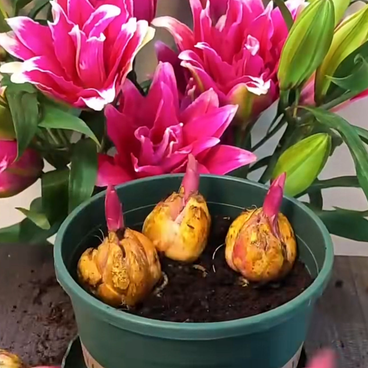 【百合花种球】家庭阳台小院四季种植盆栽地栽易种易活