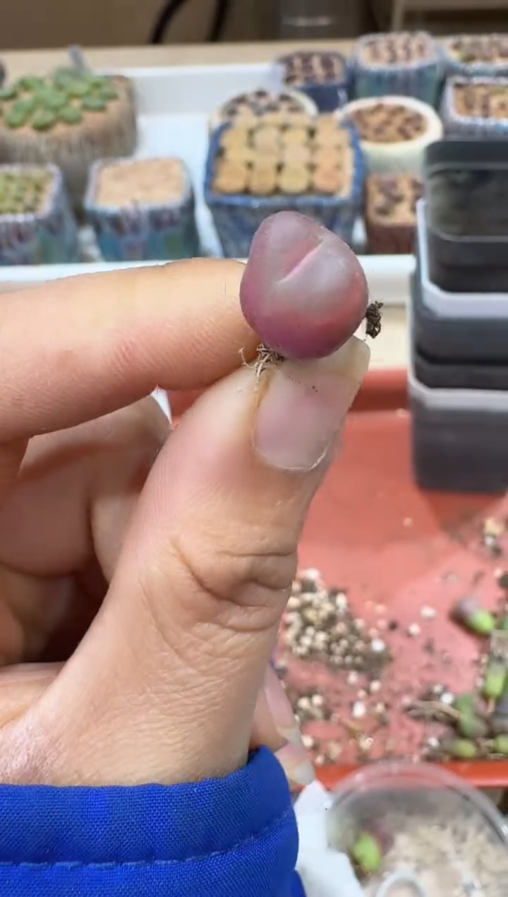 多肉植物肉锥2-375