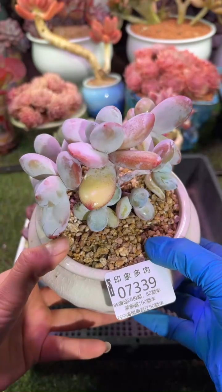 【闪购商品】07339