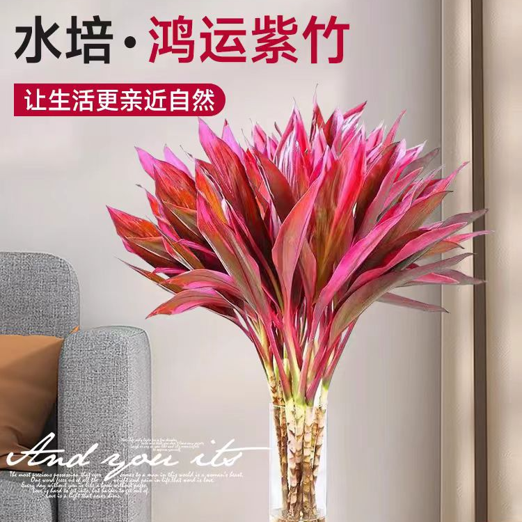 鸿运竹紫竹富贵竹鸿运当头室内红朱蕉简单好养净化空气水